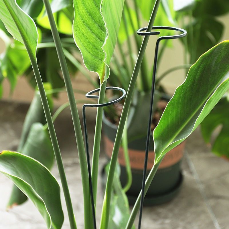 1/10pcs Garden Support Stake R - đánh giá và giá Supply For Florist