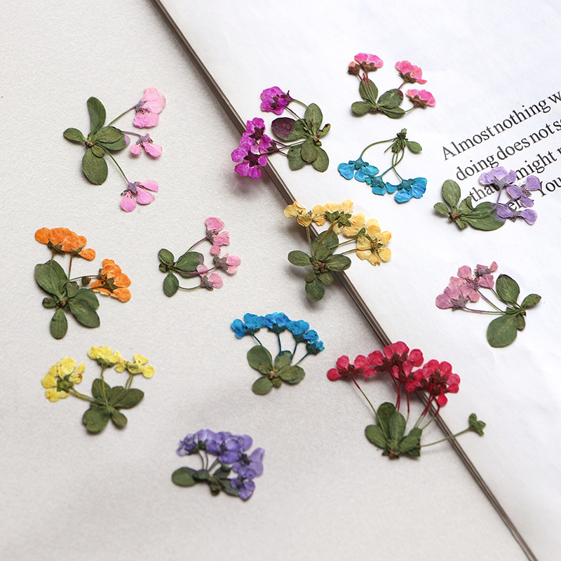 2-3cm/12pcs,Pressed Little Flo - đánh giá và giá Supply For Florist