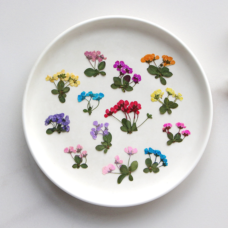 2-3cm/12pcs,Pressed Little Flo - đánh giá và giá Supply For Florist