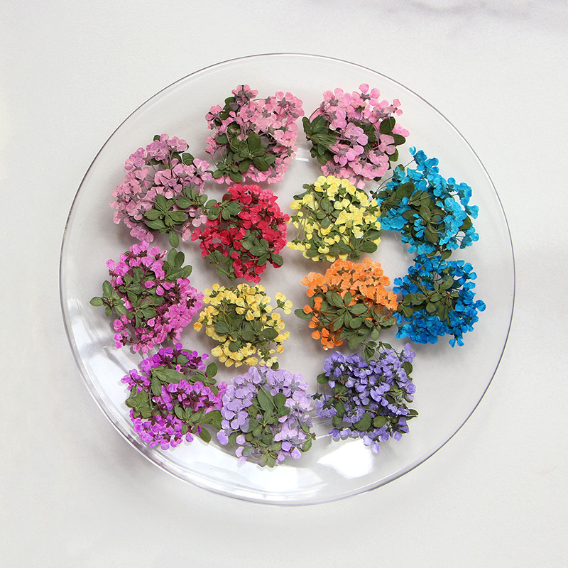 2-3cm/12pcs,Pressed Little Flo - đánh giá và giá Supply For Florist