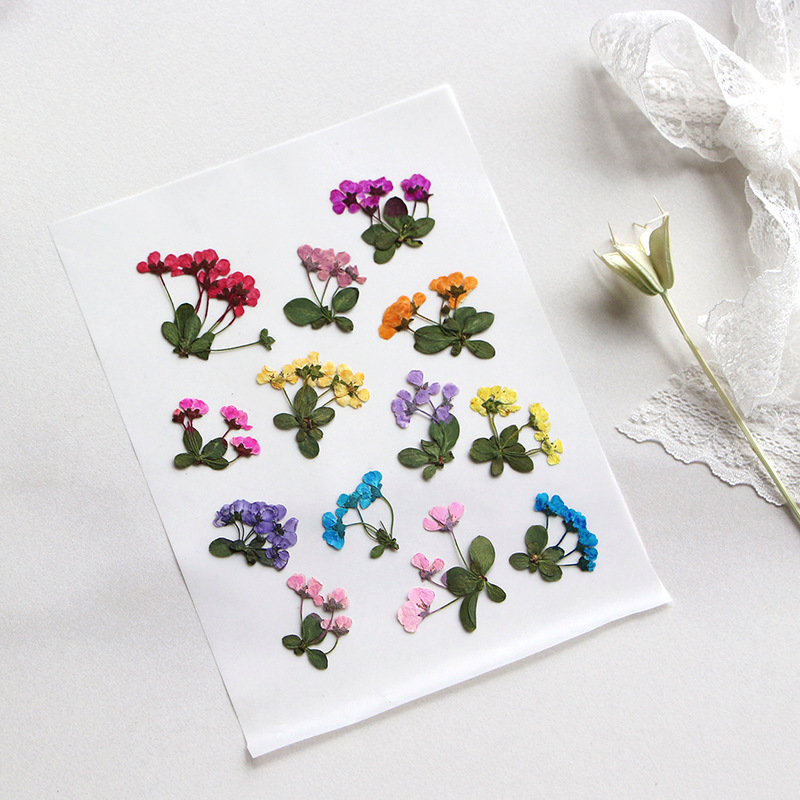 2-3cm/12pcs,Pressed Little Flo - đánh giá và giá Supply For Florist