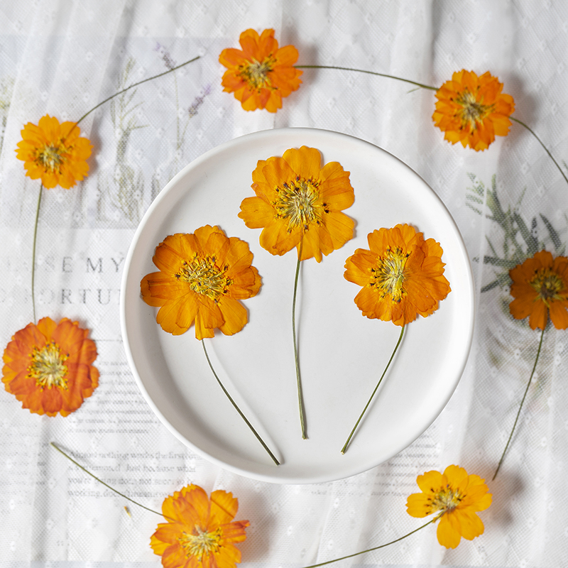 8-10cm/24pcs,Nature Pressed Co - đánh giá và giá Supply For Florist