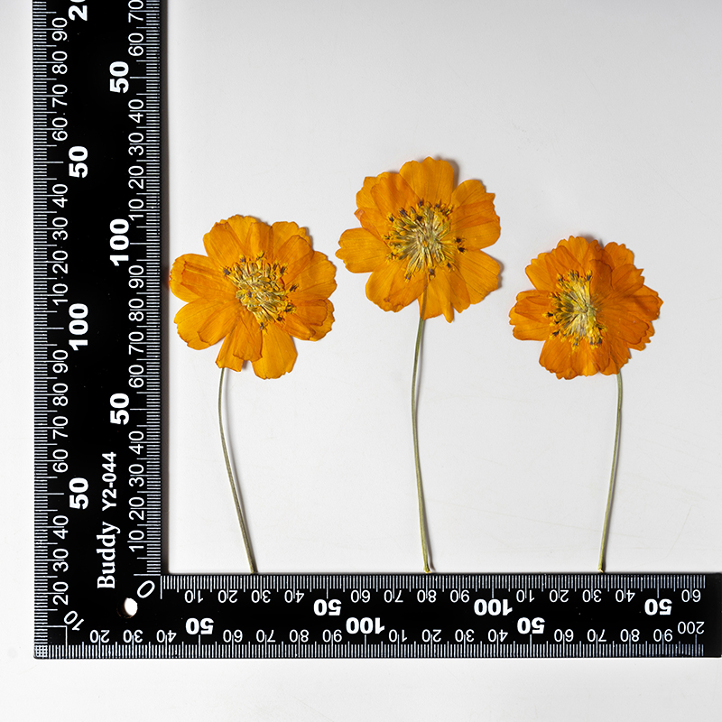 8-10cm/24pcs,Nature Pressed Co - đánh giá và giá Supply For Florist