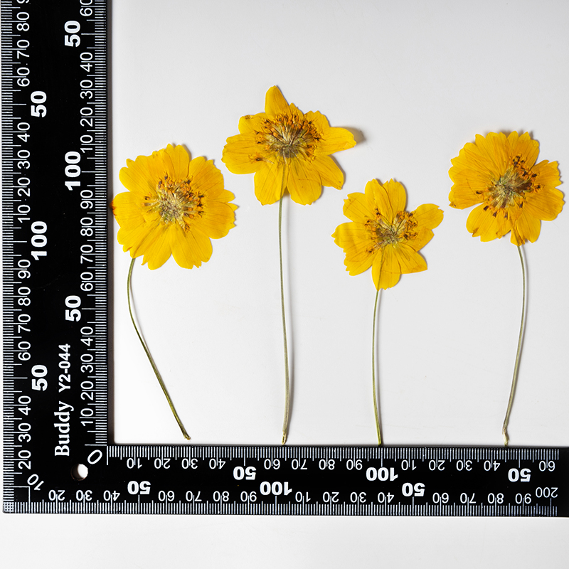 8-10cm/24pcs,Nature Pressed Co - đánh giá và giá Supply For Florist